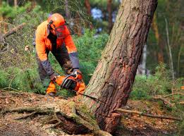 Best Storm Damage Tree Cleanup  in North Belle Vernon, PA